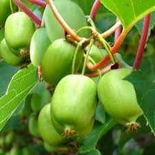 Teravalehine aktiniidia 'Issai' (Actinidia arguta)