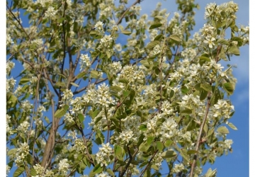 Lepalehine toompihlakas 'Obelisk' (Amelanchier alnifolia)