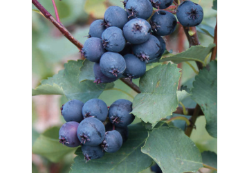 Toompihlakas ‘Martin’ (Amelanchier alnifolia)