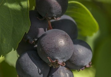 Toompihlakas (Amelanchier lamarcki)