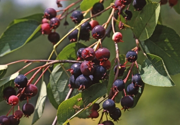 Toompihlakas ‘Prince William’ (Amelanchier)