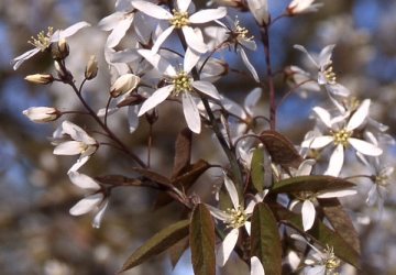 Toompihlakas ‘Princess Diana’ (Amelanchier alnifolia)