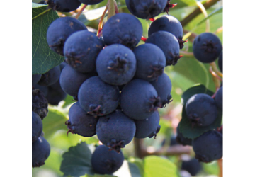 Toompihlakas ‘Smokey’ (Amelanchier alnifolia)