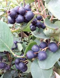 Toompihlakas ‘Thiessen’ (Amelanchier alnifolia)