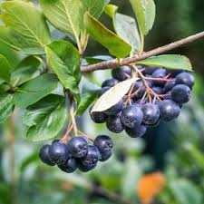Tume aroonia 'Hugin' (Aronia melanocarpa)