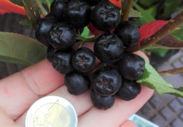Aedaroonia 'Nero' (Aronia melanocarpa)