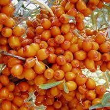 Harilik astelpaju ‘Podarok sadu’ (Hippophae rhamnoides. L)