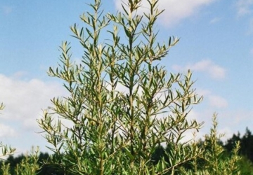 Harilik astelpaju ‘Lord’ (Hippophae rhamnoides. L)