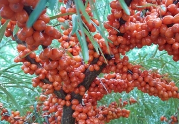 Harilik astelpaju ‘Hergo’ (Hippophae rhamnoides. L)