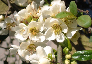 Ebaküdoonia ‘Jet Trail’ (Chaenomeles × superba)