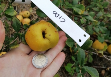 Jaapani ebaküdoonia 'Cido' (Chaenomeles japonica)