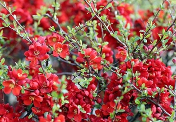Jaapani ebaküdoonia 'Sargentii' (Chaenomeles japonica)
