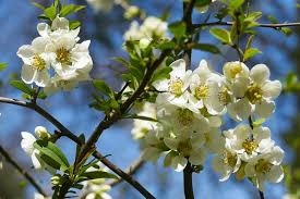 Sile ebaküdoonia 'Nivalis' (Chaenomeles speciosa)