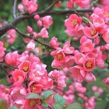 Kaunis ebaküdoonia 'Pink Lady' (Chaenomeles superba)
