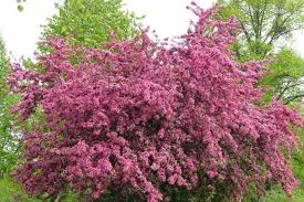 Tömbilehine viirpuu 'Paul's Scarlet' (Crataegus laevigata)