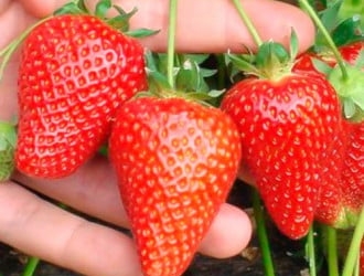 Aedmaasikas 'Asia' (Fragaria x ananassa)