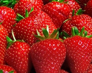 Aedmaasikas 'Rumba' (Fragaria x ananassa Duchesne)