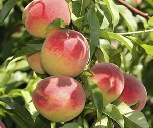 Harilik virsikupuu ‘Inka’ (Prunus persica)