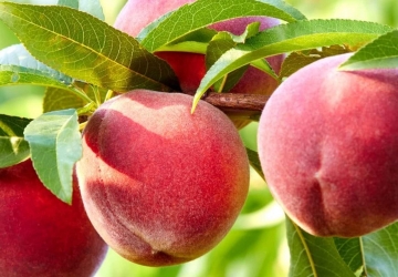Harilik virsikupuu ‘Redhaven’ (Prunus persica)