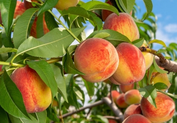 Harilik virsikupuu ‘Reliance’ (Prunus persica)