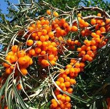 Harilik astelpaju ‘Mary’ (Hippophae rhamnoides. L)