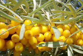 Harilik astelpaju ‘Botanitšeskaja’ (Hippophae rhamnoides. L)