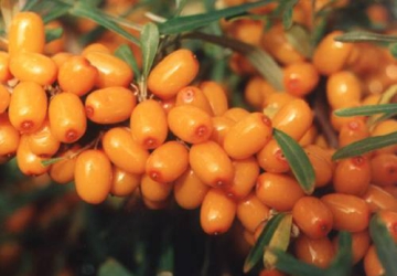 Harilik astelpaju ‘Botanitšeskaja ljubitelskaja’ (Hippophae rhamnoides. L)