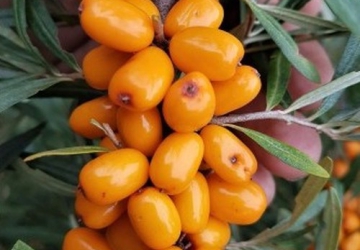 Harilik astelpaju ‘Eva’ (Hippophae rhamnoides. L)