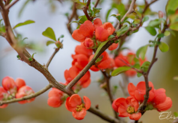 Ebaküdoonia ‘Orange Trail’ (Chaenomeles × superba)