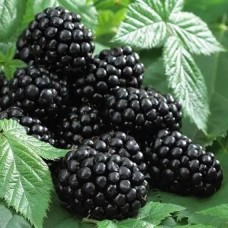 Pambel 'Black Satin' (Rubus fruticosus cv)