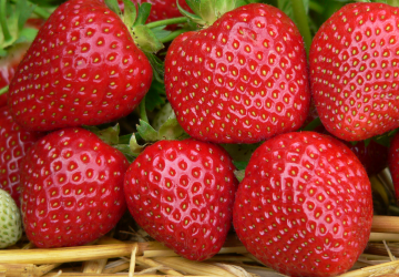 Aedmaasikas 'Malwina' (Fragaria x ananassa)