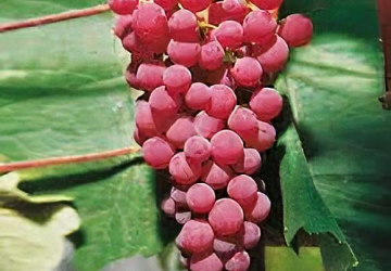 Viinapuu 'Swenson Red' (Vitis)