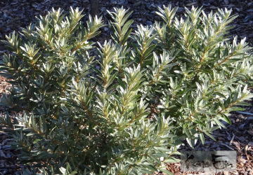 Harilik astelpaju 'Hikul' (Hippophae rhamnoides. L)