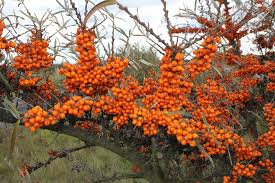 Harilik astelpaju 'Friesdorfer Orange' (Hippophae rhamnoides. L)