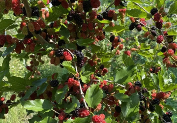 Mooruspuu 'Gerardi's Dwarf' (Morus alba)