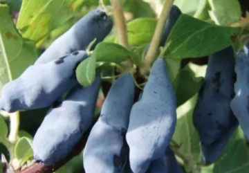 Söödav kuslapuu 'Jolanta' (Lonicera caerulea var. edulis)