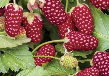 Murakas-Vaarikas 'Loganberry' (Rubus × loganobaccus)