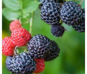 Harilik Vaarikas 'Black Jewel' (Rubus occidentalis)