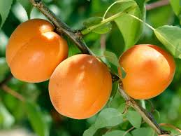 Aprikoosipuu 'Early Orange' (Prunus armeniaca)
