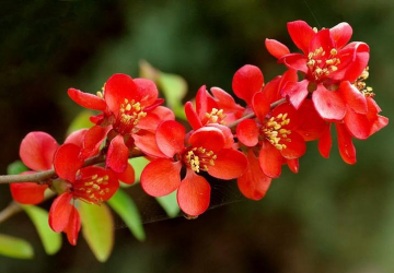 Ebaküdoonia ‘Crimson and Gold’ (Chaenomeles × superba)