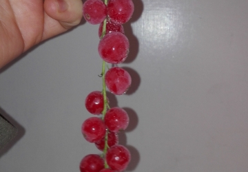 Punane sõstar ‘Detvan’ (Ribes rubrum L.)