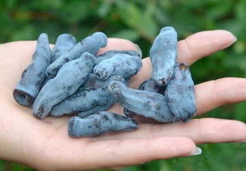Söödav kuslapuu Docz’ Velikana (Lonicera caerulea var. edulis)
