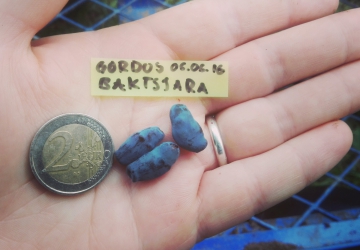 Söödav kuslapuu Gordost Bakczara (Lonicera caerulea var. edulis)