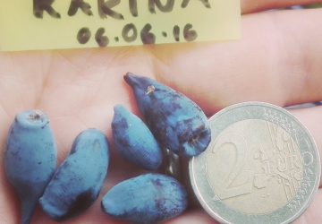 Söödav kuslapuu Karina (Lonicera caerulea var. edulis)