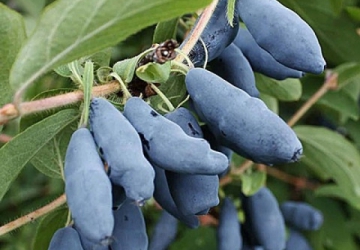 Söödav kuslapuu ‘Silginka’ (Lonicera caerulea var. edulis)