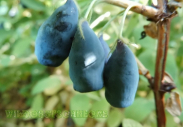 Söödav kuslapuu Wojtek (Lonicera caerulea var. edulis)