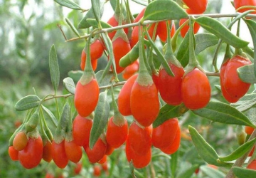 Taralõng Goji (Lycium Barbarum)