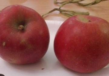 Aed-õunapuu 'Alesja' (Malus domestica Borkh.)