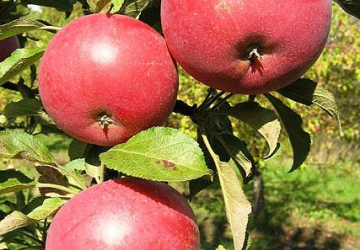 Aedõunapuu 'Anda' (Malus domestica)