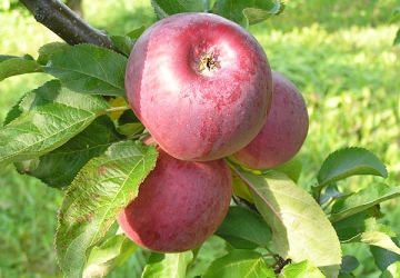Aed-õunapuu ‘Anite’ (Malus domestica Borkh.)